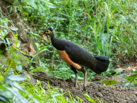 塚雉