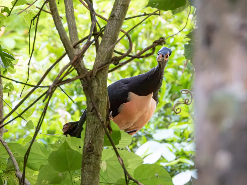 塚雉(Macrocephalon maleo)