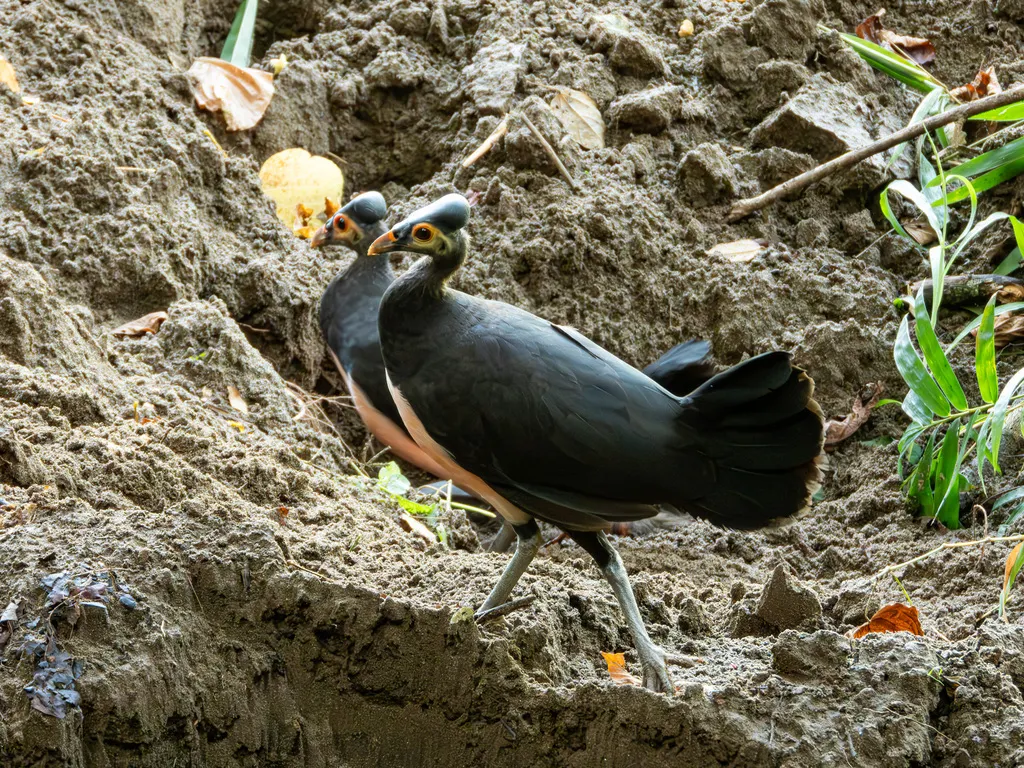 塚雉(Macrocephalon maleo)