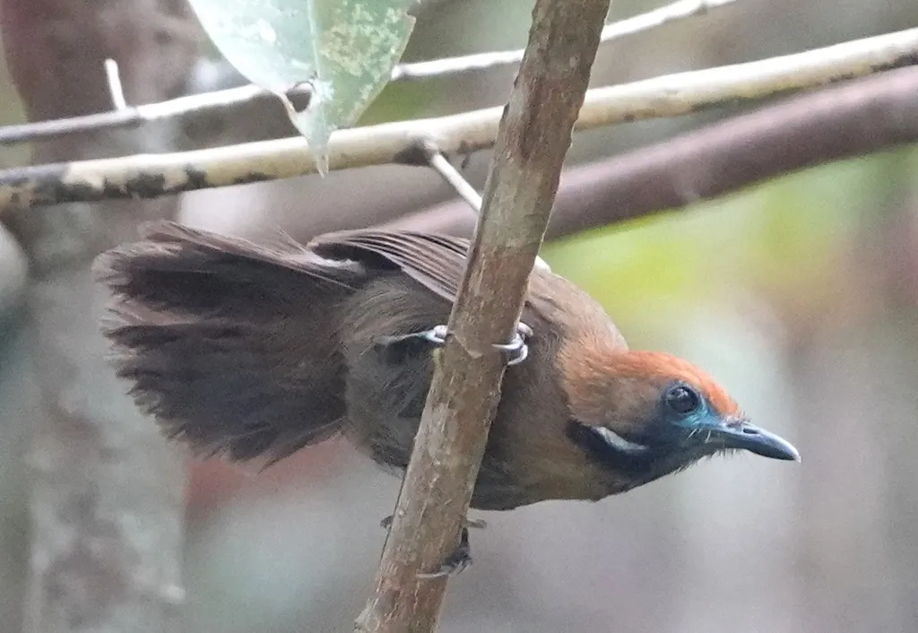 绒背纹胸鹛(Macronus ptilosus)