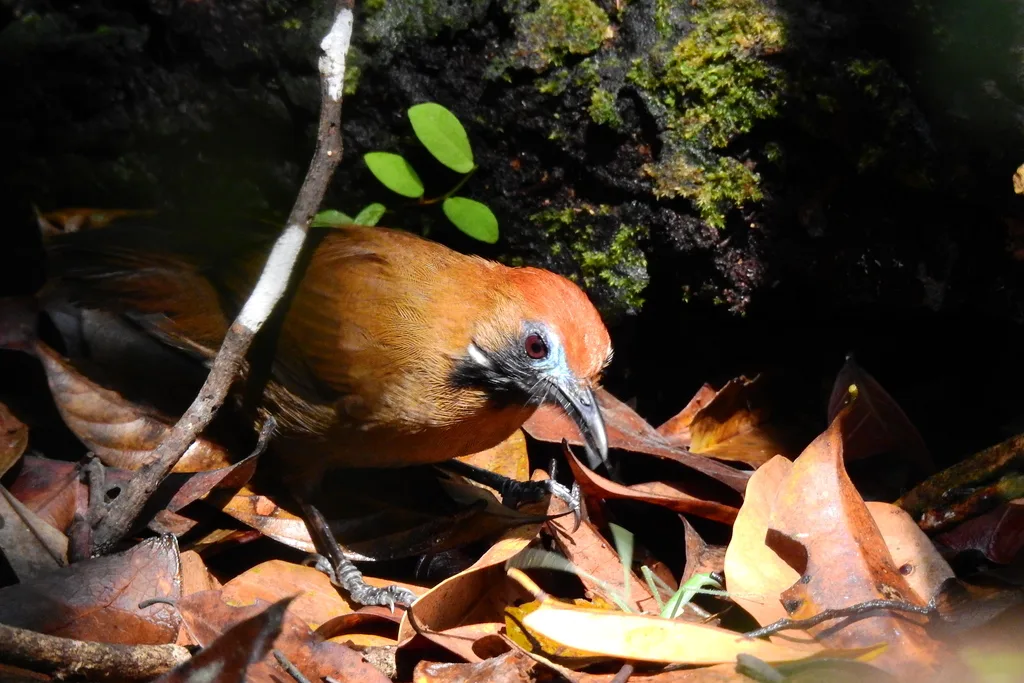 绒背纹胸鹛(Macronus ptilosus)