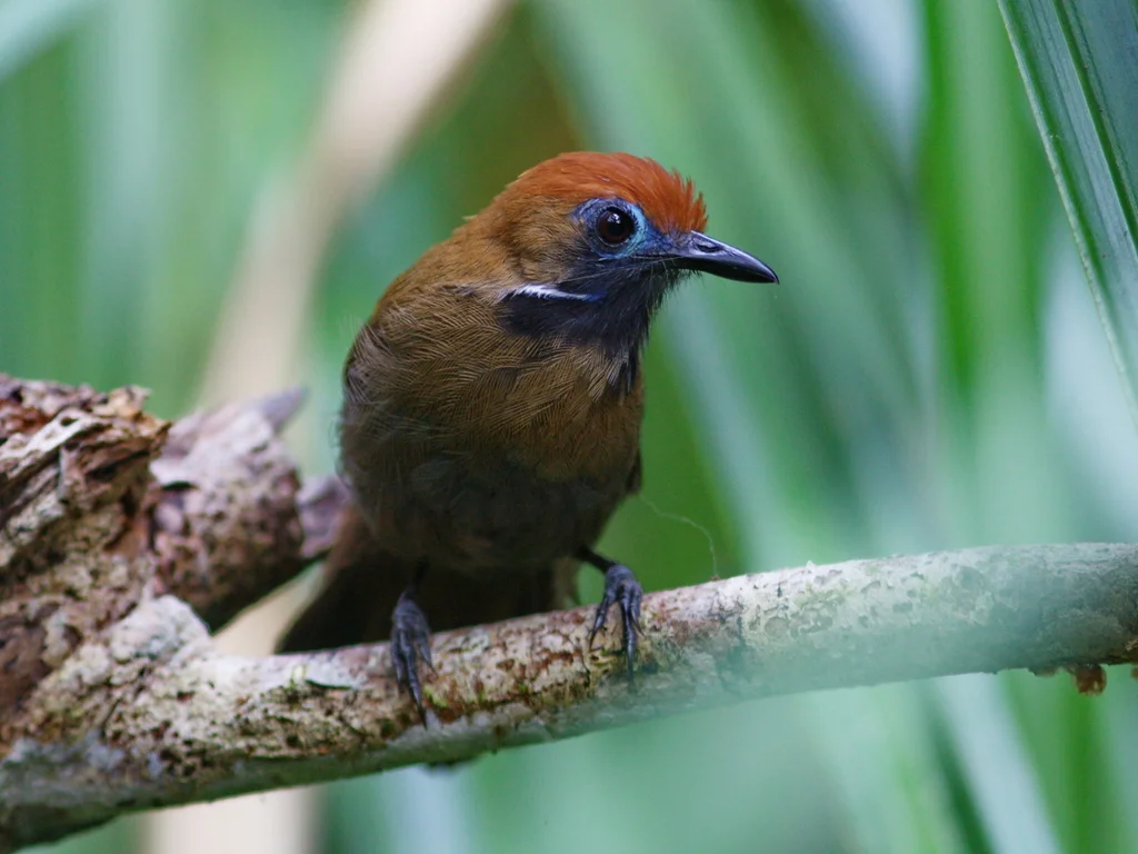绒背纹胸鹛(Macronus ptilosus)