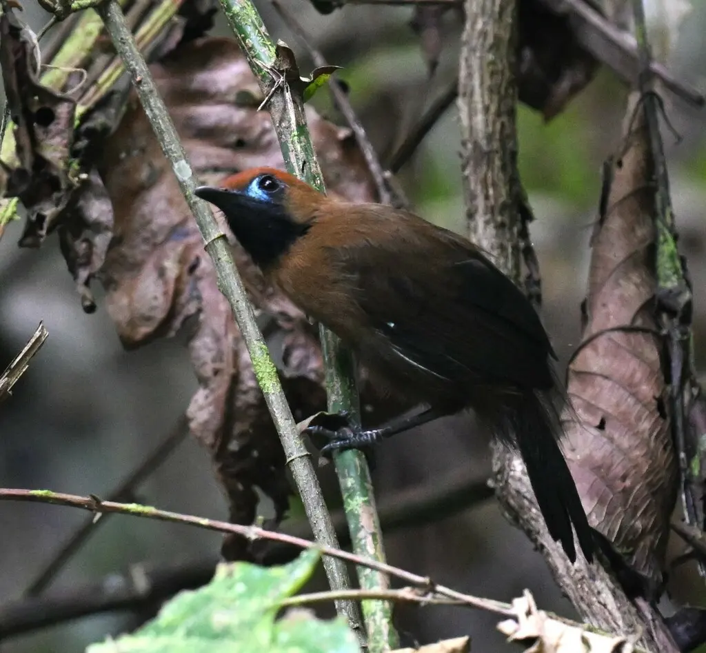 绒背纹胸鹛(Macronus ptilosus)