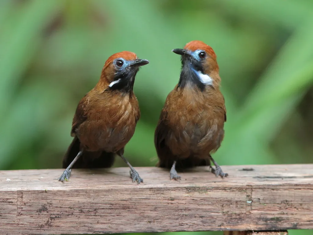 绒背纹胸鹛(Macronus ptilosus)