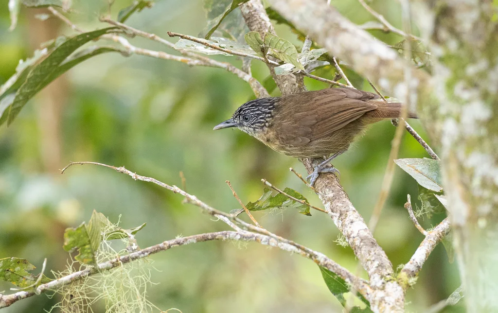 褐纹胸鹛(Macronus striaticeps)