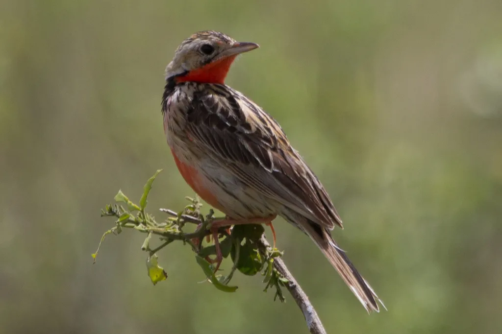 红胸长爪鹡鸰(Macronyx ameliae)