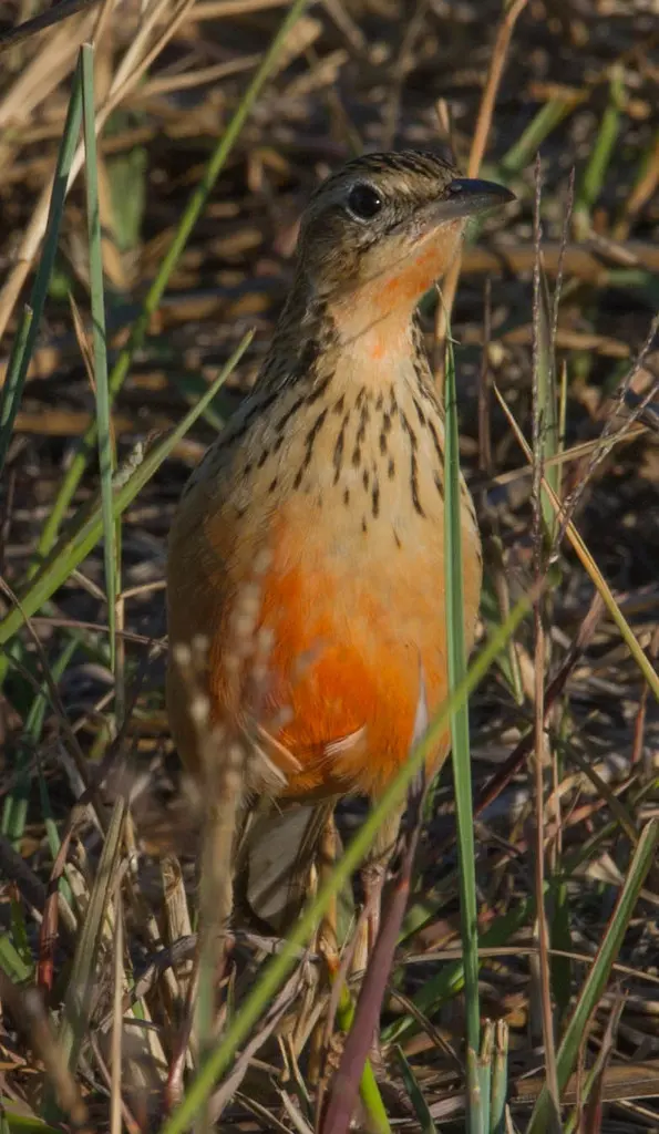 红胸长爪鹡鸰(Macronyx ameliae)