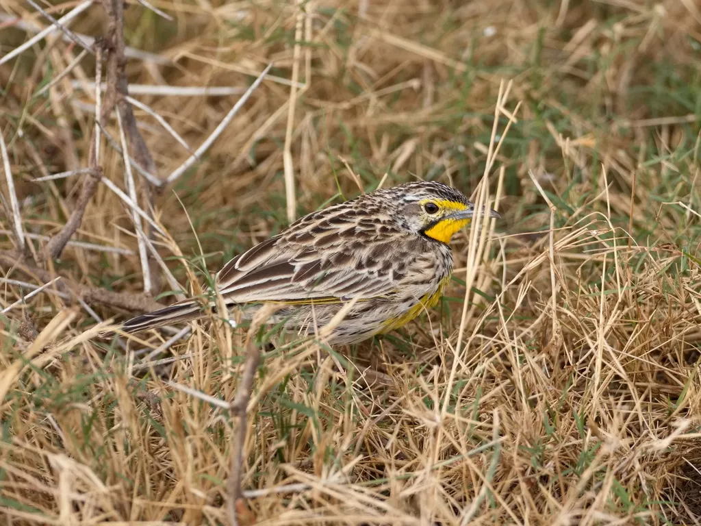 桔红长爪鹡鸰(Macronyx aurantiigula)