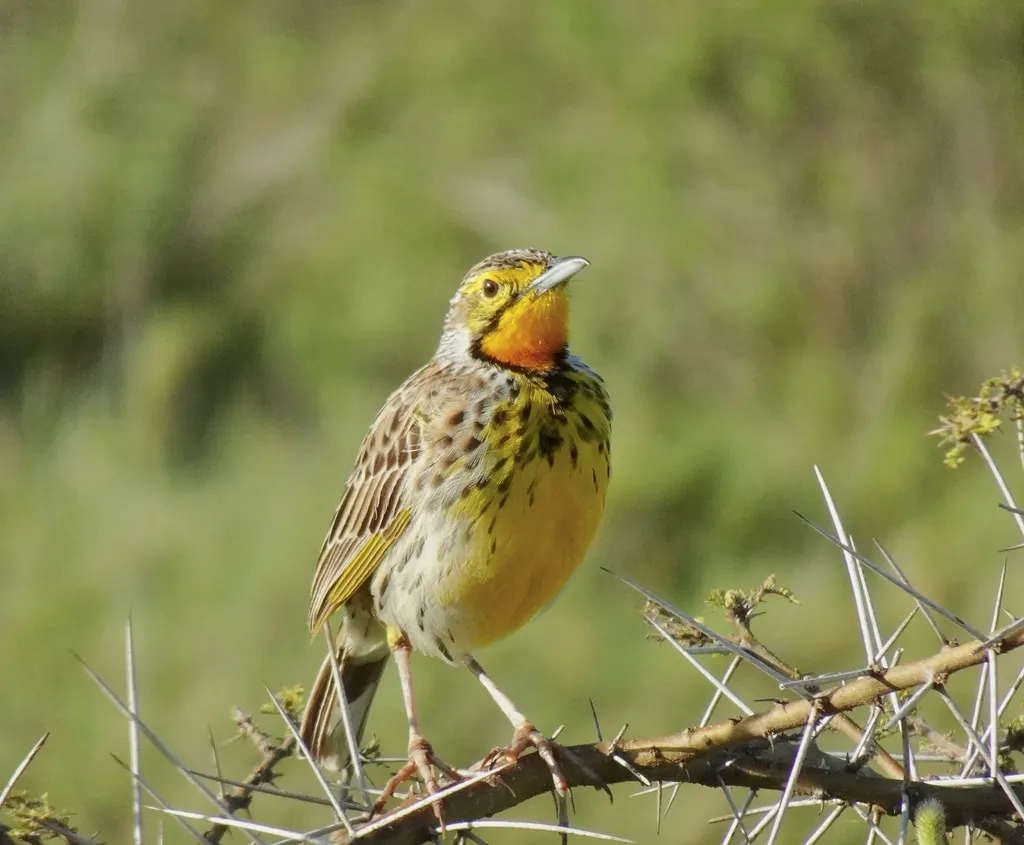 桔红长爪鹡鸰(Macronyx aurantiigula)