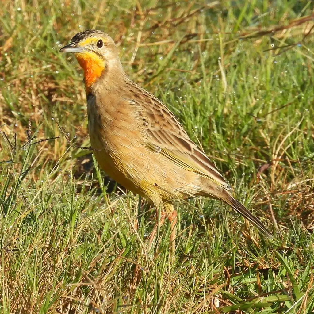 橙喉长爪鹡鸰(Macronyx capensis)