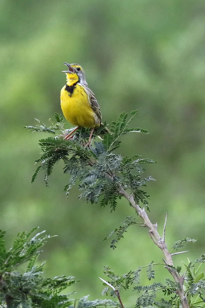 黄喉长爪鹡鸰（Macronyx croceus）