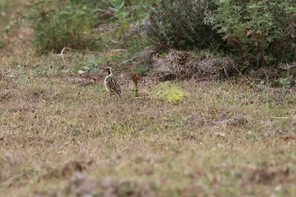 黄颈长爪鹡鸰(Macronyx flavicollis)
