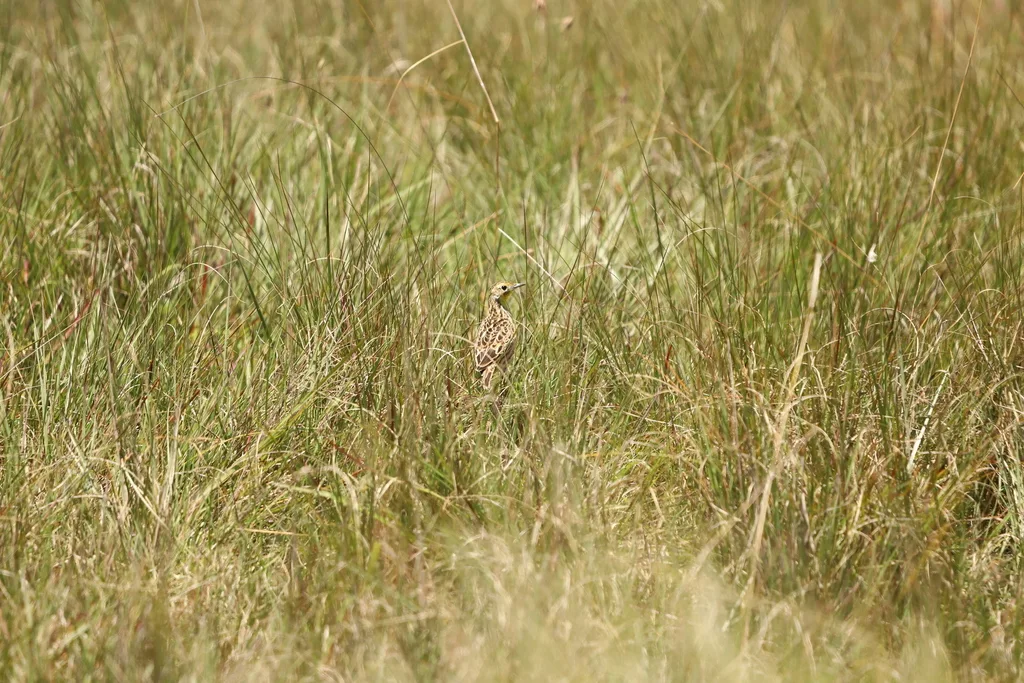 夏氏长爪鹡鸰(Macronyx sharpei)