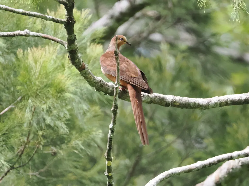红胸鹃鸠(Macropygia amboinensis)