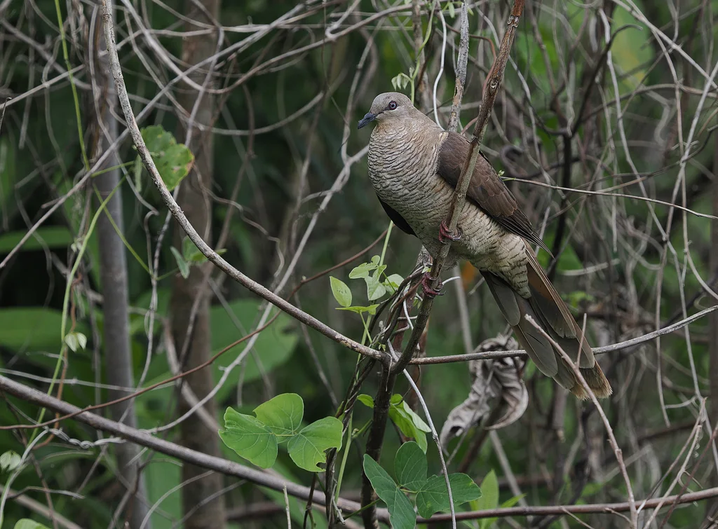 弗洛勒斯海鹃鸠(Macropygia macassariensis)