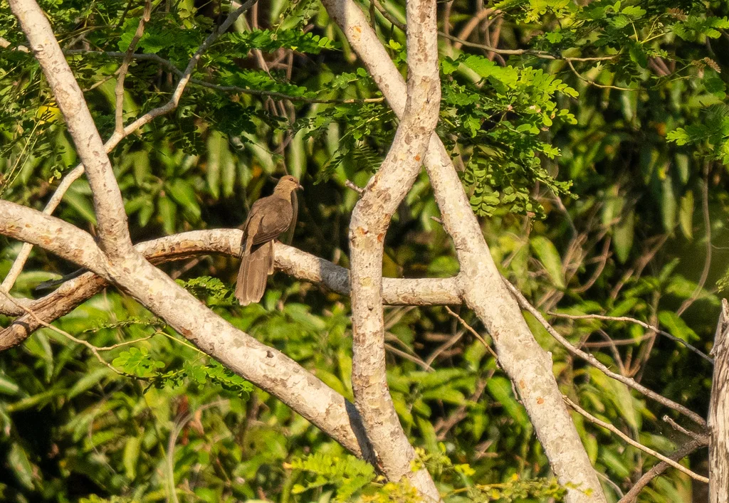 弗洛勒斯海鹃鸠(Macropygia macassariensis)