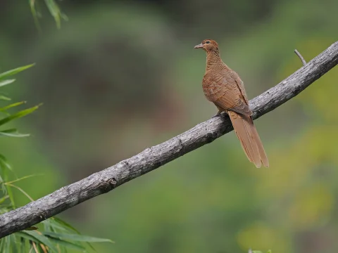 大鹃鸠