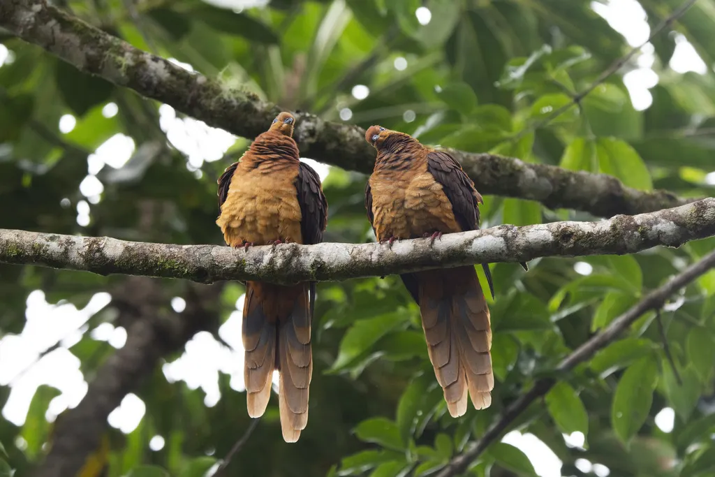 褐鹃鸠(Macropygia phasianella)