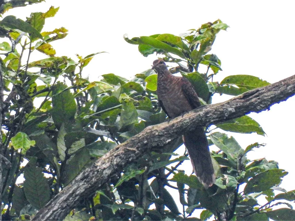 小鹃鸠(Macropygia ruficeps)