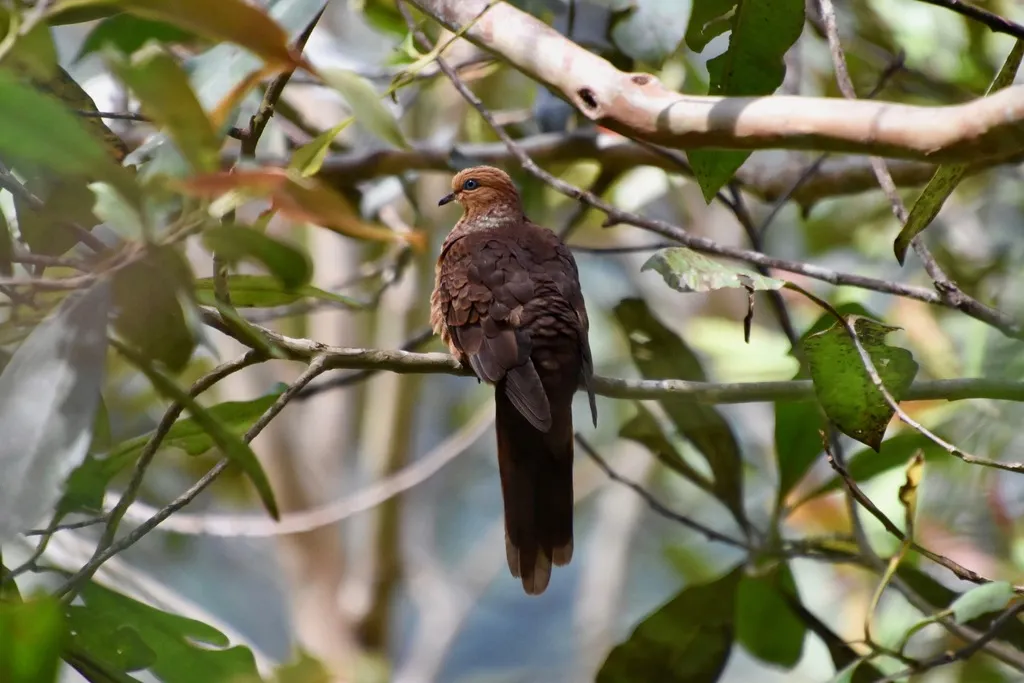 小鹃鸠(Macropygia ruficeps)