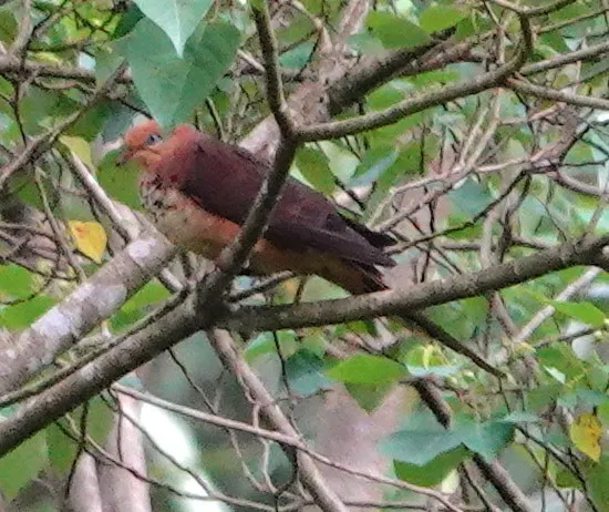 小鹃鸠(Macropygia ruficeps)