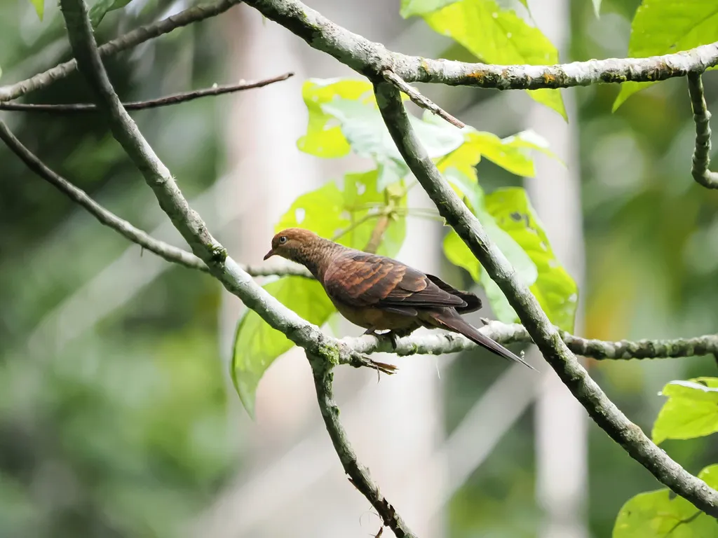 小鹃鸠(Macropygia ruficeps)