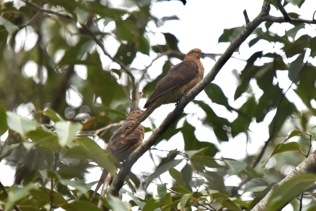 小鹃鸠(Macropygia ruficeps)