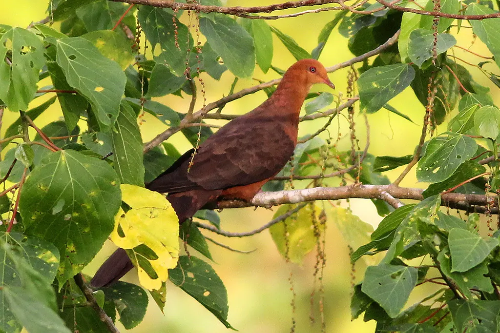 菲律宾鹃鸠（Macropygia tenuirostris）
