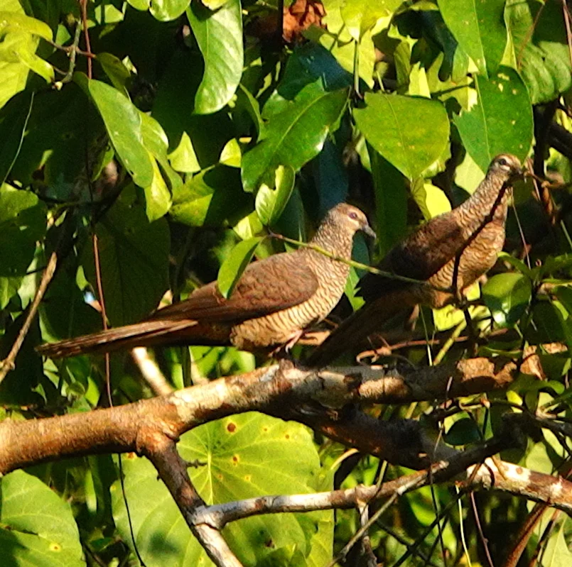 塔宁巴鹃鸠(Macropygia timorlaoensis)