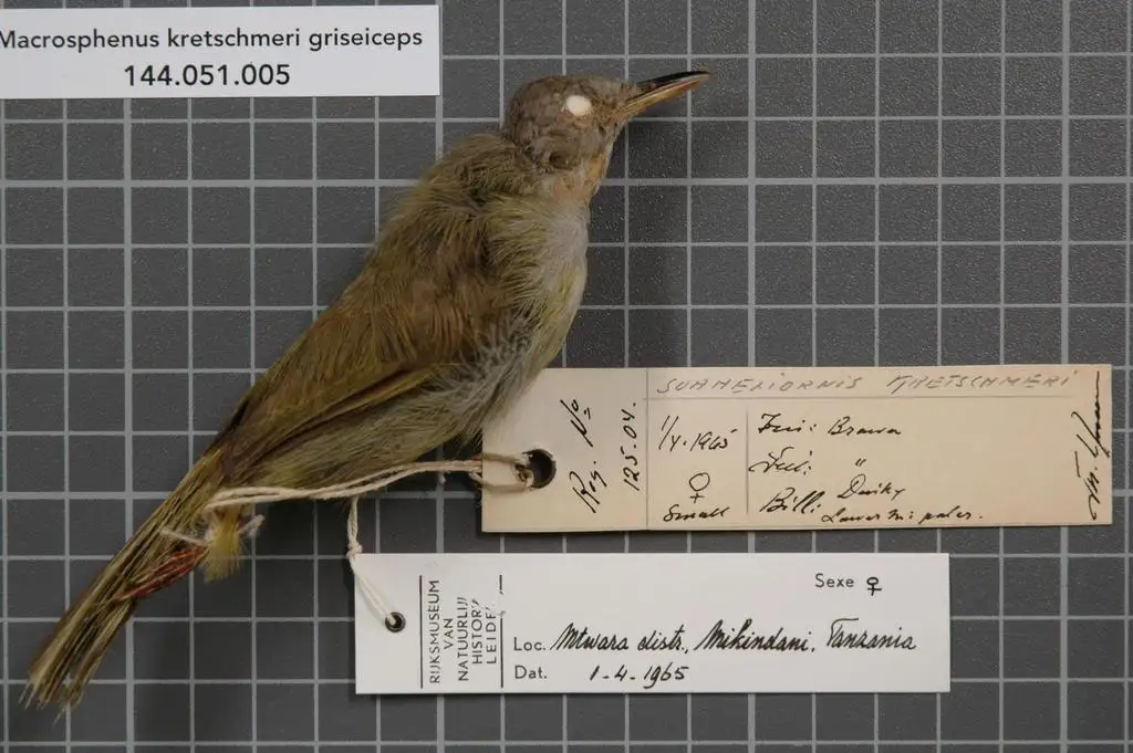 克氏长嘴莺(Macrosphenus kretschmeri)