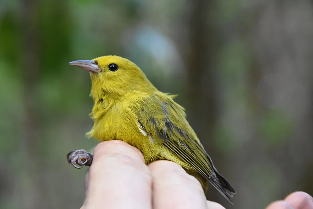 小绿雀(Magumma parva)