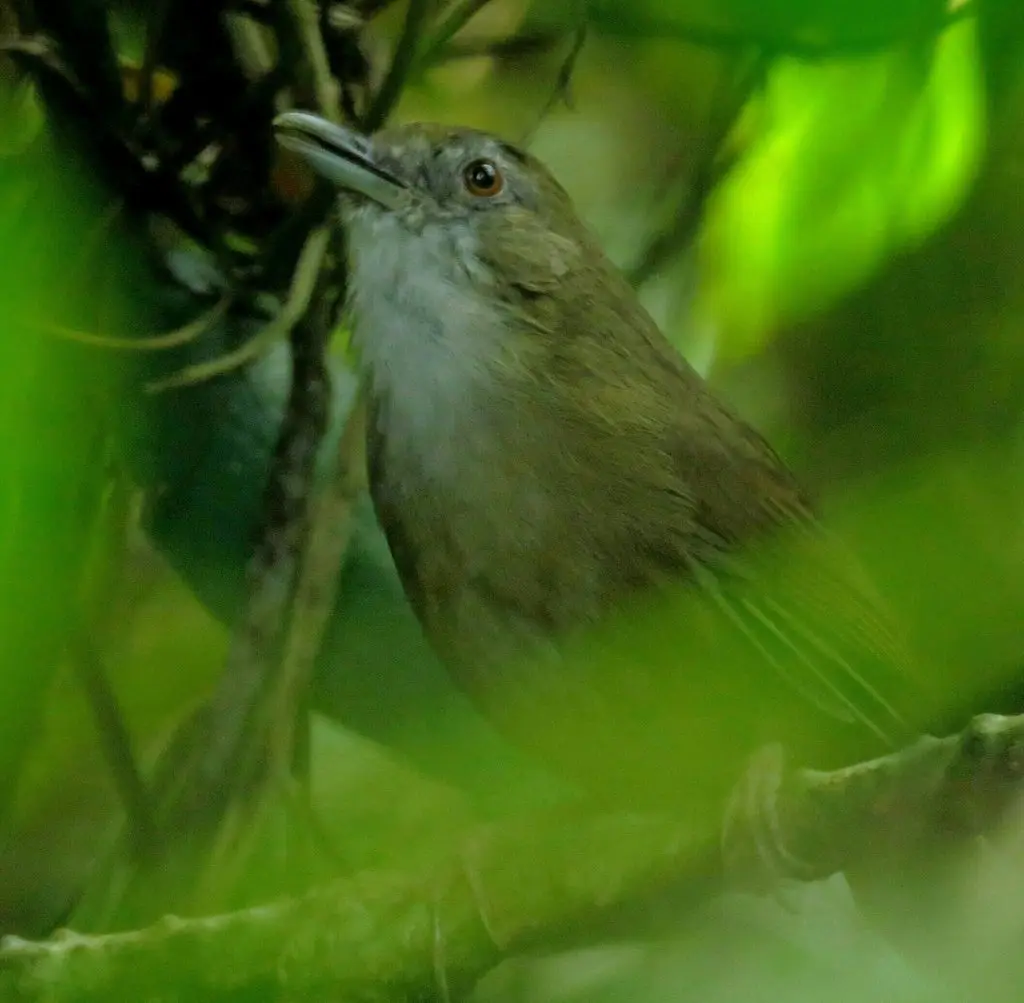 阿氏雅鹛(Malacocincla abbotti)