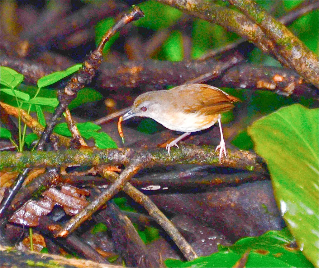 霍氏雅鹛(Malacocincla sepiaria)
