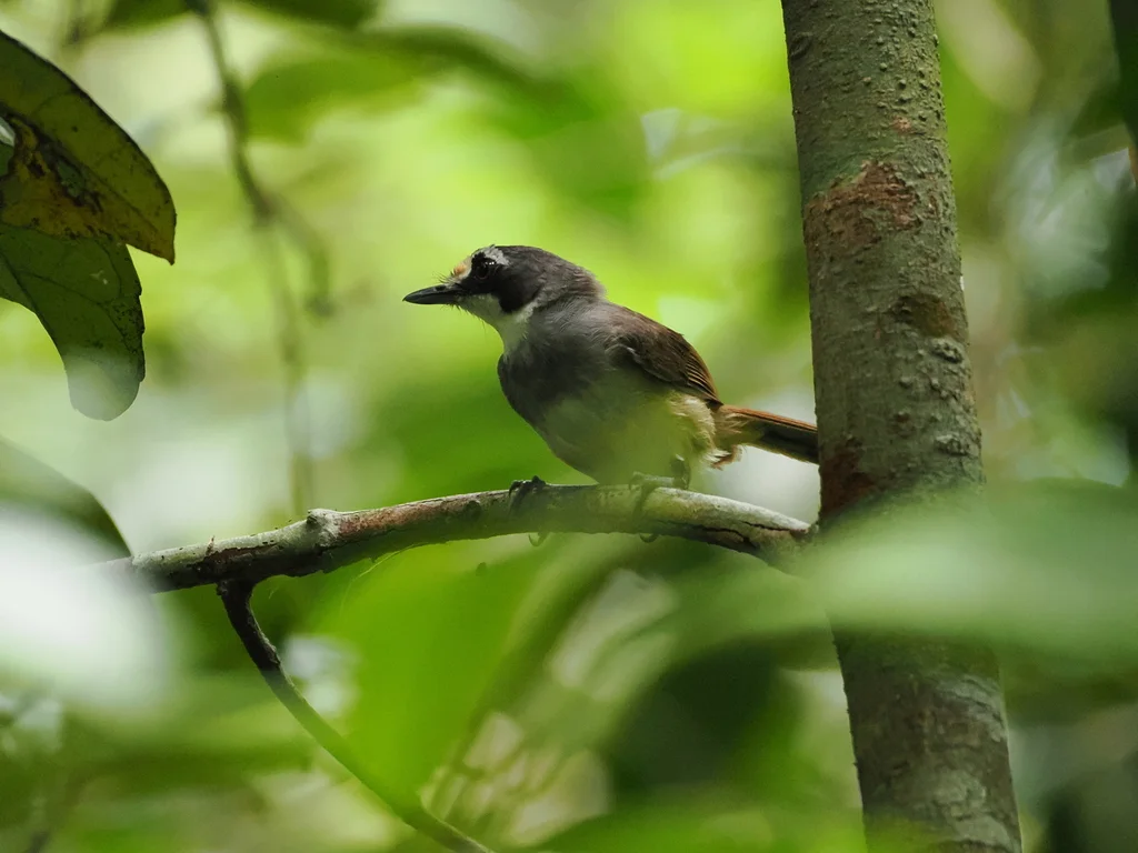 灰头树鹛(Malacopteron albogulare)