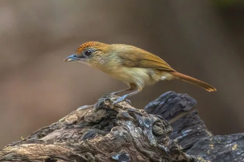 小红头树鹛