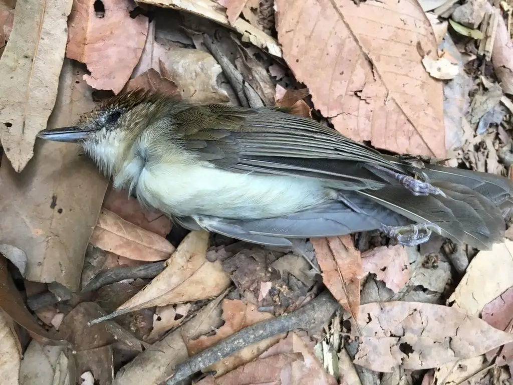 小红头树鹛(Malacopteron cinereum)