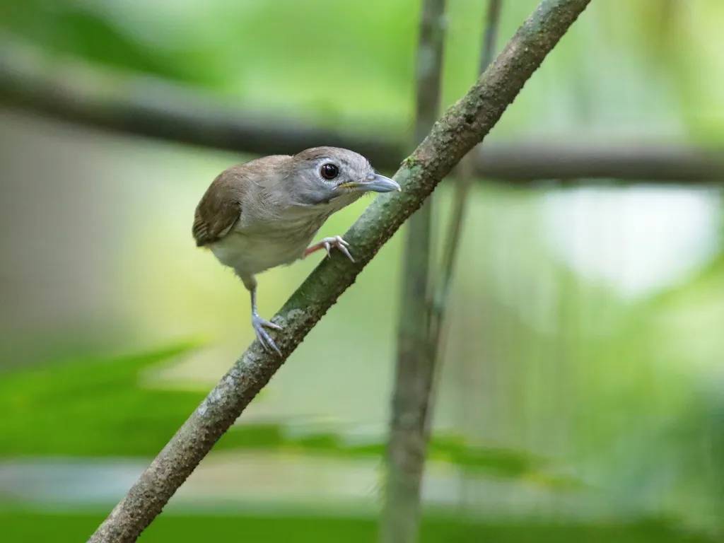 须树鹛（Malacopteron magnirostre）