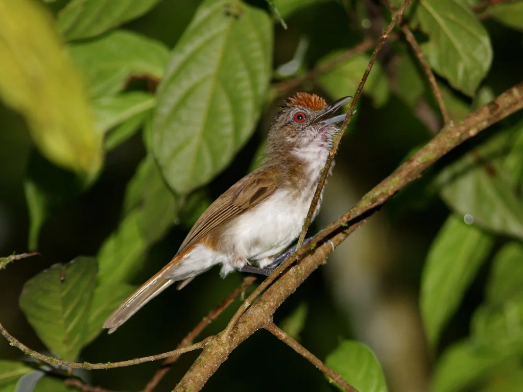 大红头树鹛(Malacopteron magnum)