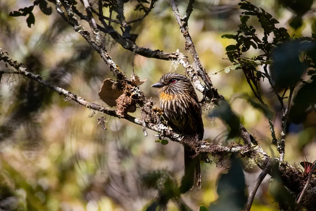 黑纹蓬头䴕(Malacoptila fulvogularis)