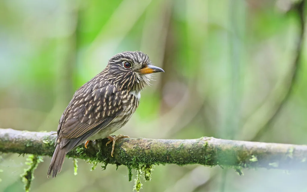 白胸蓬头䴕(Malacoptila fusca)
