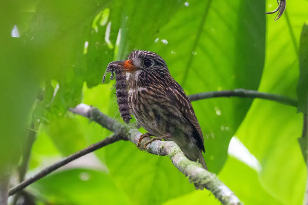 白胸蓬头䴕(Malacoptila fusca)