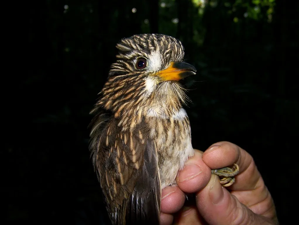 白胸蓬头䴕(Malacoptila fusca)