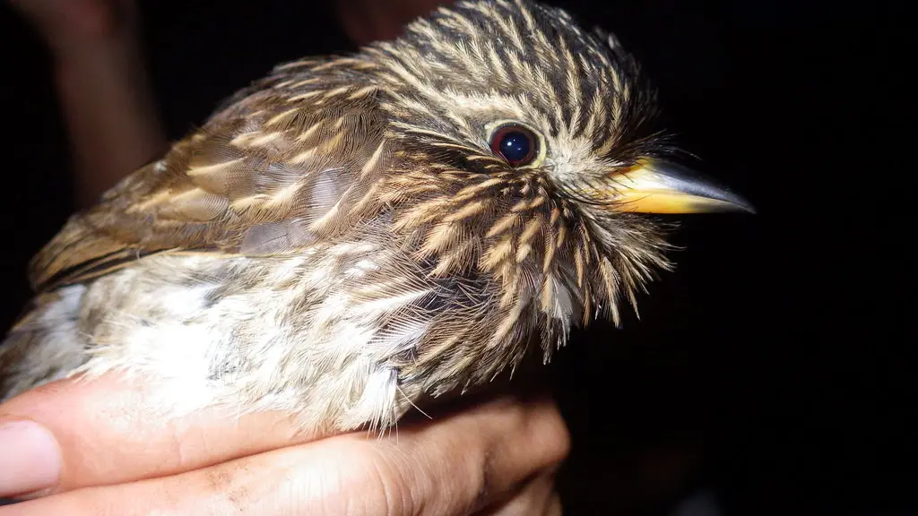 白胸蓬头䴕(Malacoptila fusca)