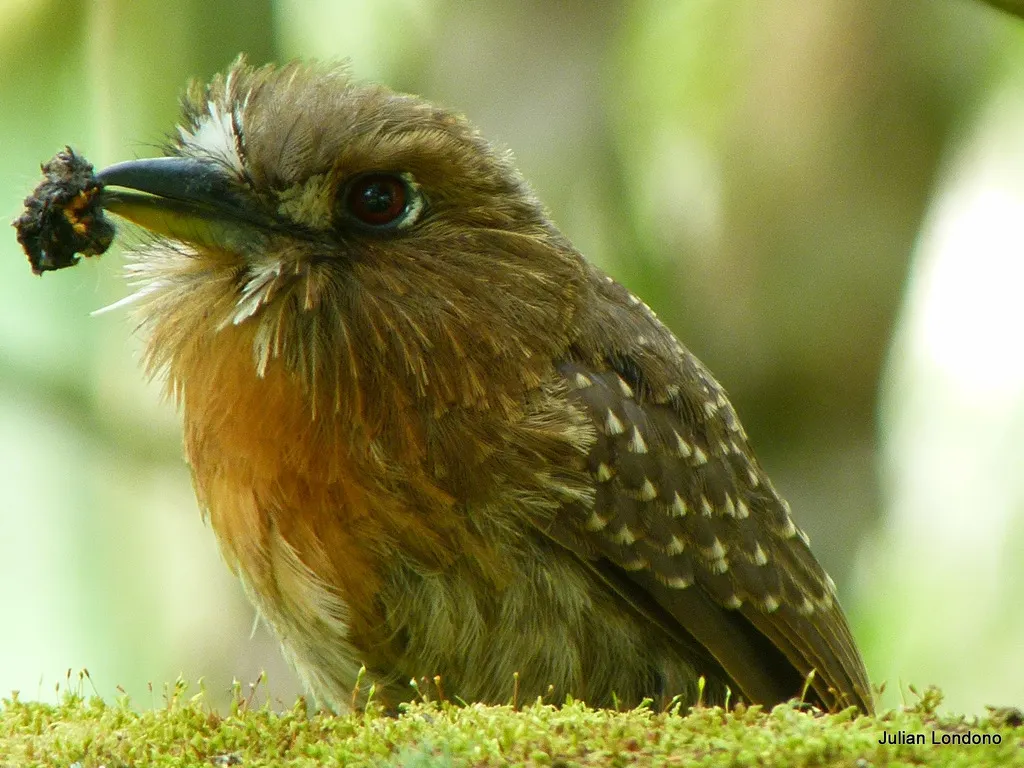 须蓬头䴕(Malacoptila mystacalis)