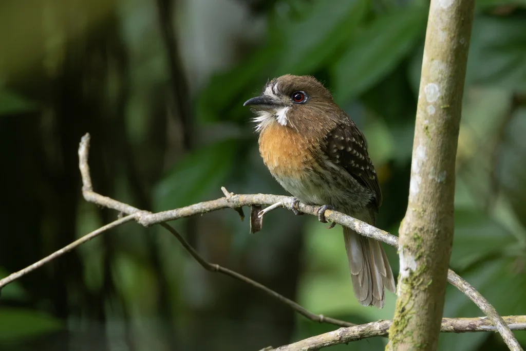 须蓬头䴕(Malacoptila mystacalis)