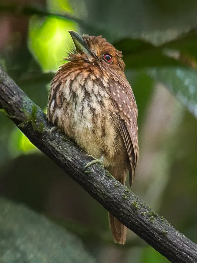 白须蓬头䴕(Malacoptila panamensis)
