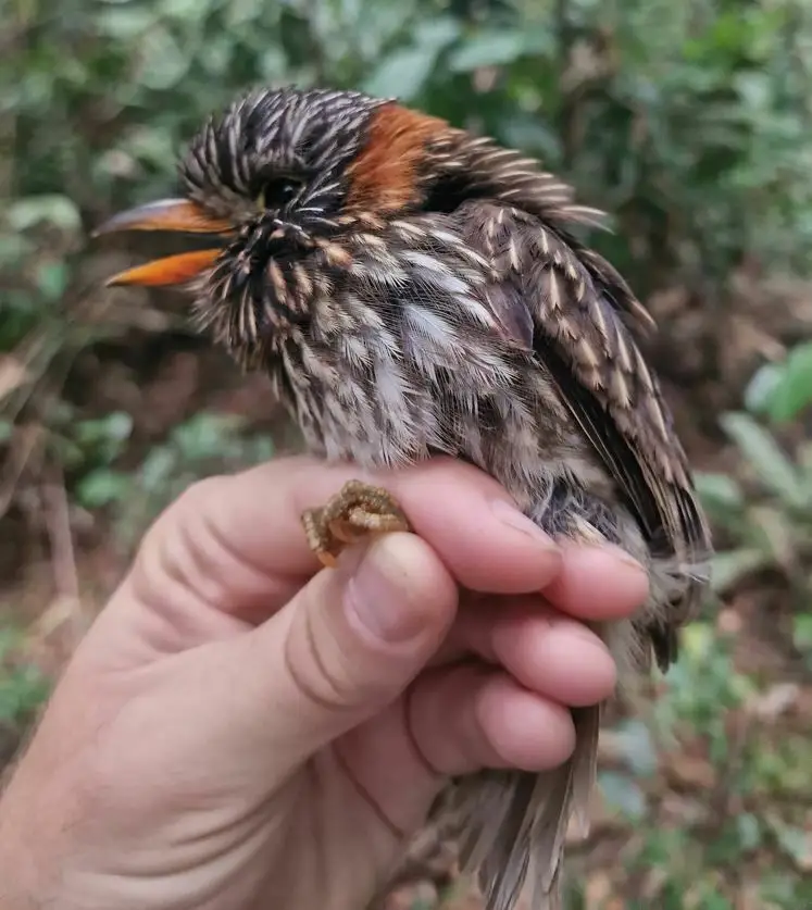 半领蓬头䴕(Malacoptila semicincta)