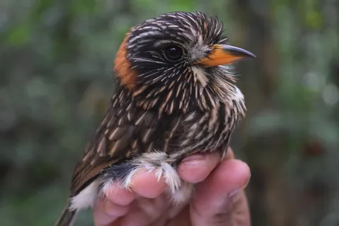 半领蓬头䴕