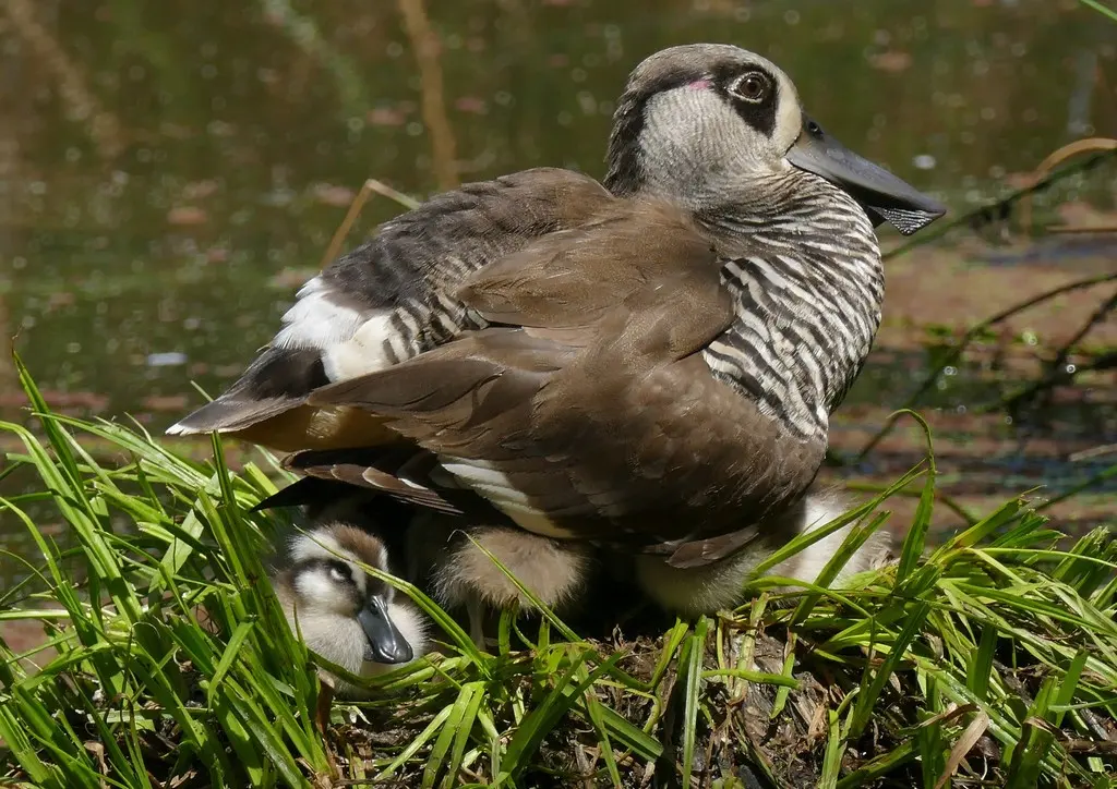 红耳鸭(Malacorhynchus membranaceus)