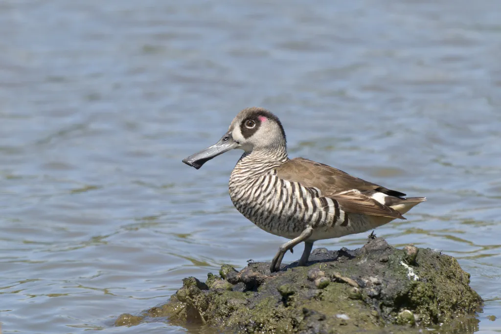 红耳鸭(Malacorhynchus membranaceus)